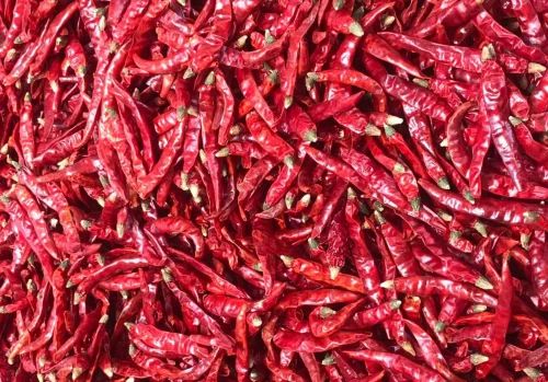 Raw Dry Red Chilli for Spices, Cooking