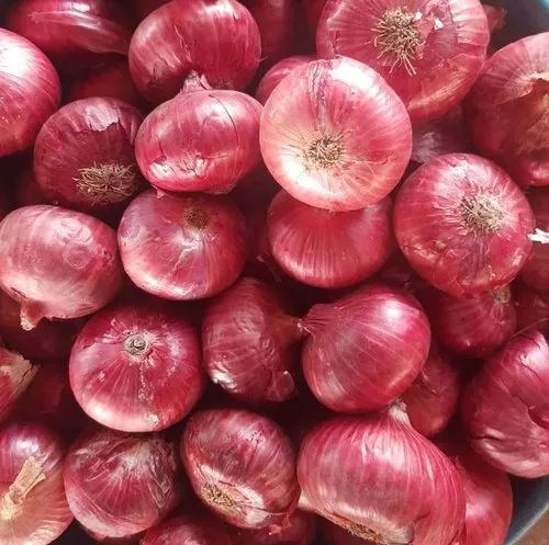 India Fresh Red Onion for Food