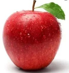 Organic Fresh Apple for Human Consumption