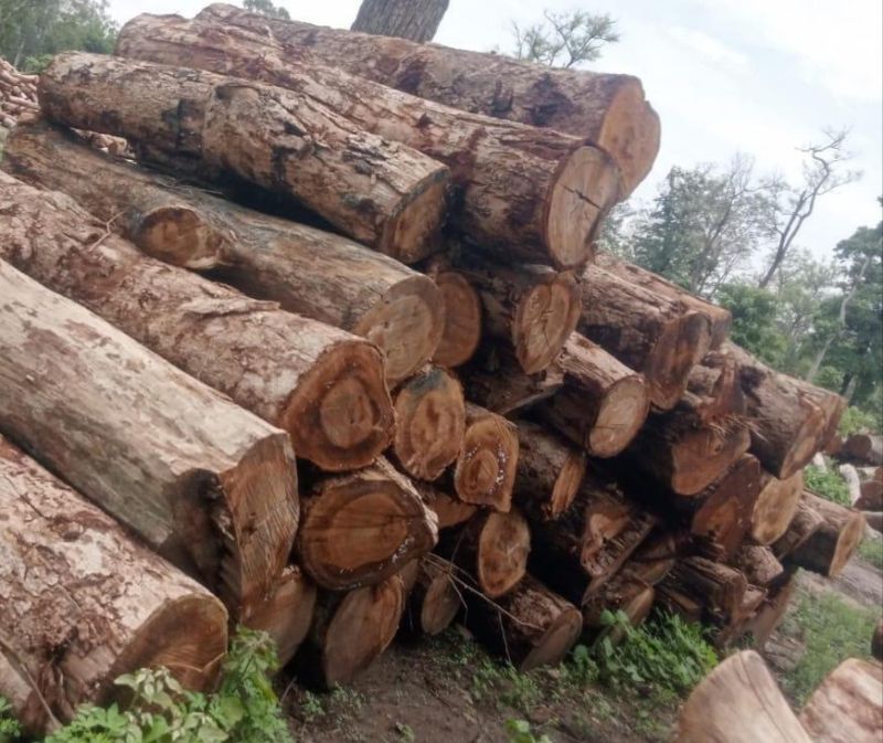 Kokat Wood Logs, Length : 2.15-2.45