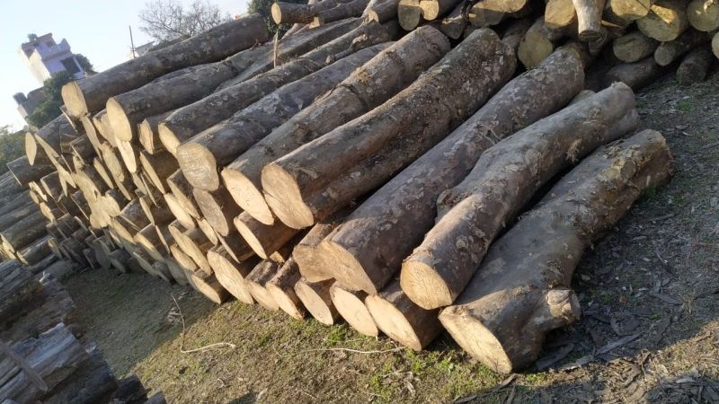 Pine Wood Logs, Shape : Round