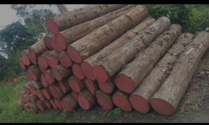 Teak Wood Logs, Length : 2.15-2.45