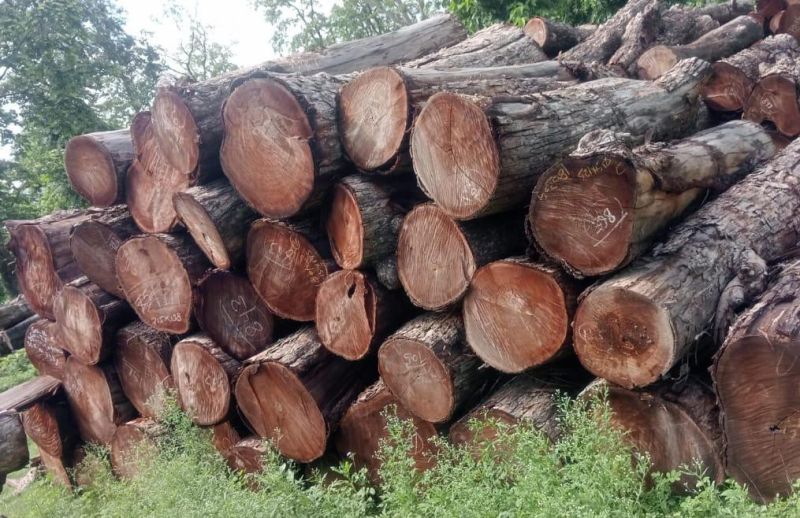 Tun Wood Logs, Length : 2.15-2.45