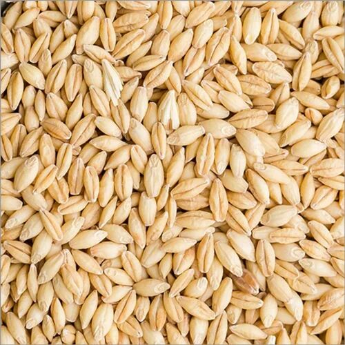 Natural Barley Seeds for Agriculture