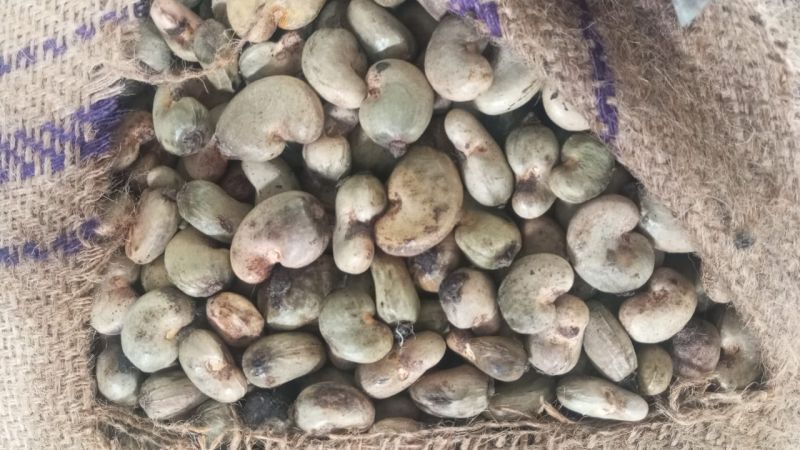 Burkina raw cashew nut