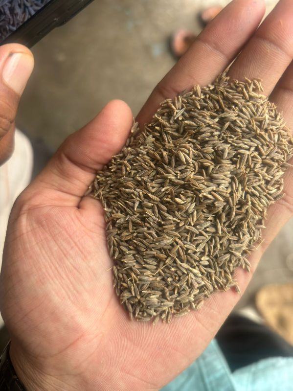 Organic Cumin Seeds, Packaging Type : Paper Box