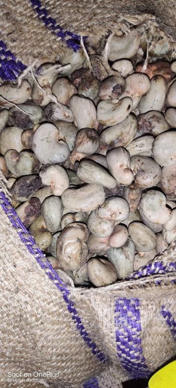 Ganna Raw cashew nut for Food, Foodstuff