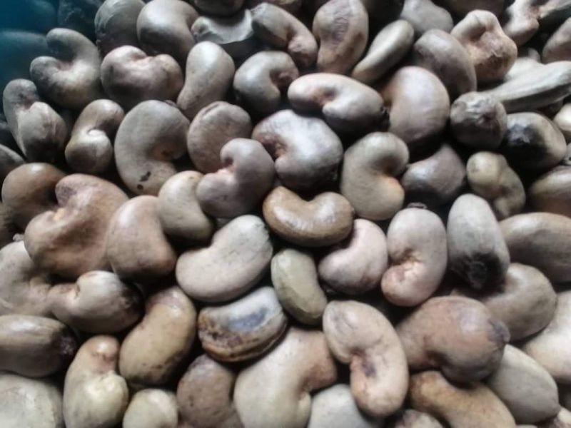 Tanzania Raw cashew