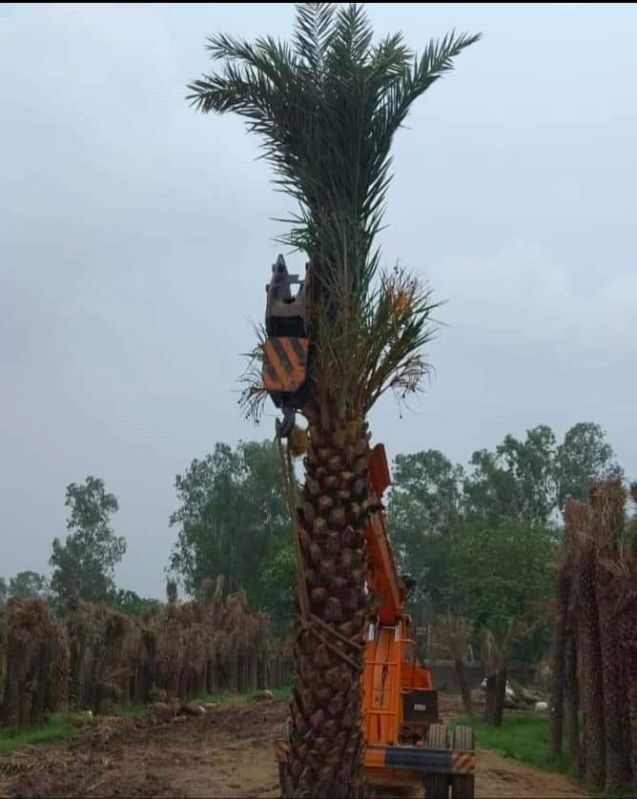 Natural Date Palm Trees For Outdoor Plants