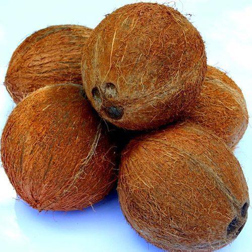 Hard Organic Semi Husked Coconuts For Pooja, Cosmetics, Cooking