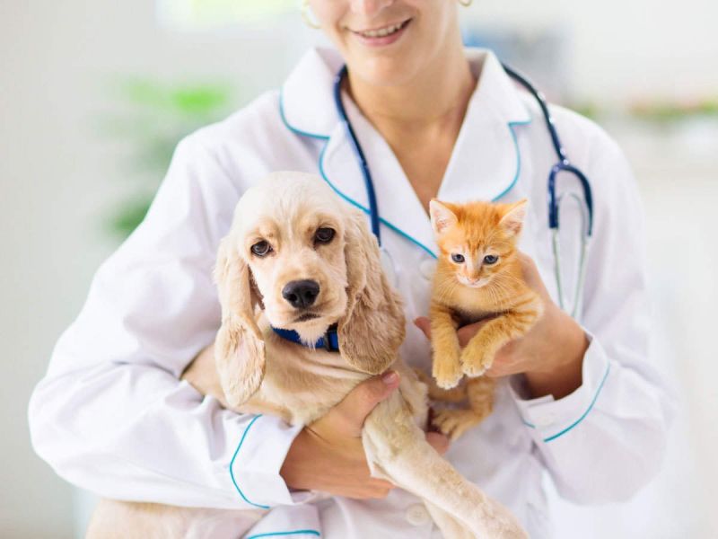 Pet Insurance Services
