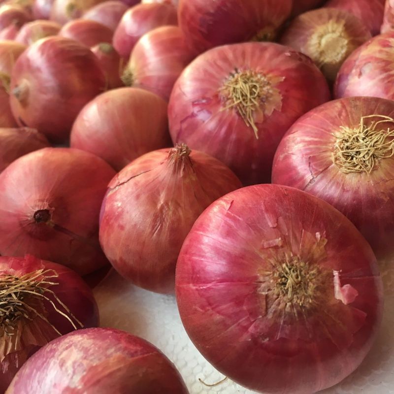 Common Nashik Onion Garwa For Human Consumption