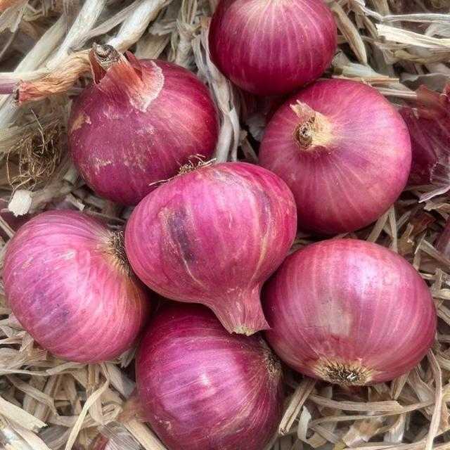 Onions, Quality Available : B Grade