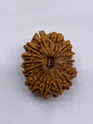 15 Mukhi Nepali Rudraksha Beads, Weight (Gram) : 4.25 gm