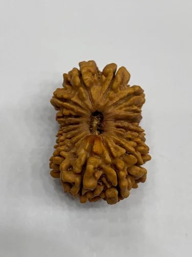 16 Mukhi Nepali Rudraksha Beads, Weight (Gram) : 5 gm