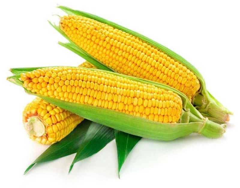 Fresh Yellow Maize for Human Consumption