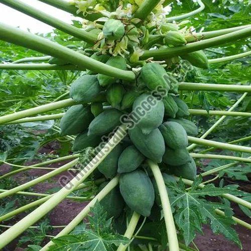 15 Number Papaya Plant for Outdoor(Plantation)