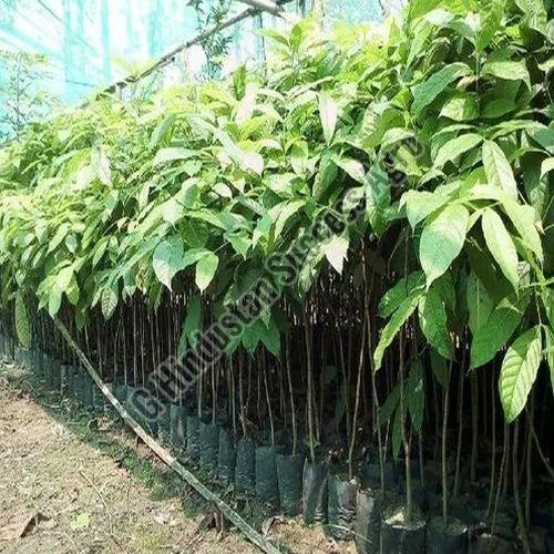 African Swietenia Mahogany Plant for Plantation