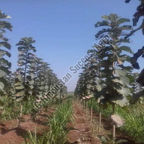 Australian Teak Plant for Plantation