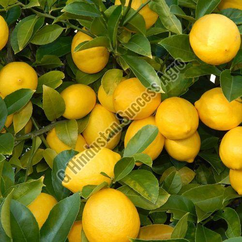 Balaji Lemon Plant for Outdoor(Plantation)
