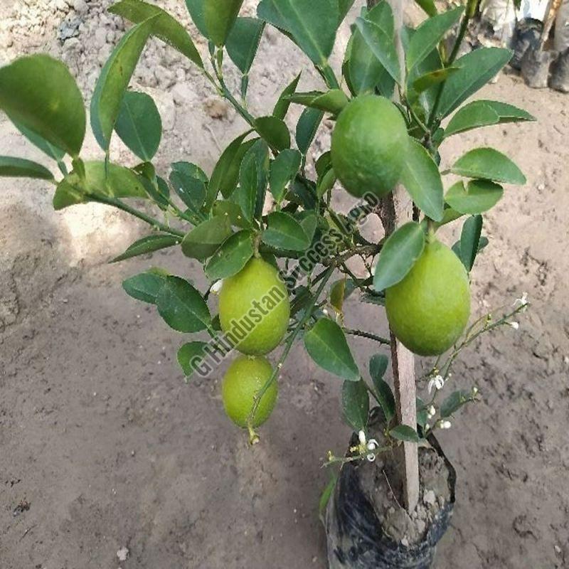 Baramasi Kagzi Lemon Plant for Plantation