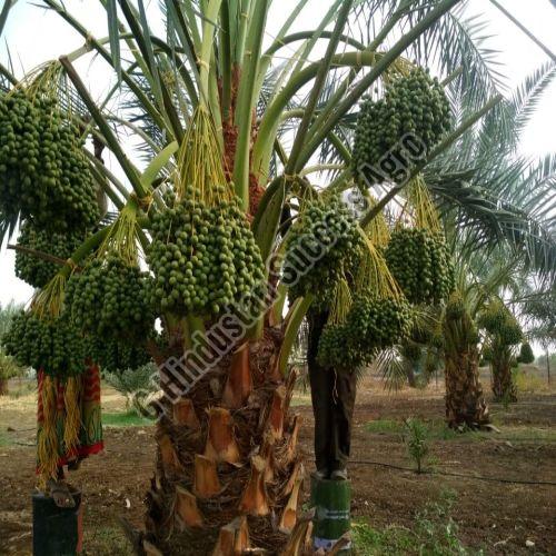 Barhi Dates Plant for Outdoor(Plantation)