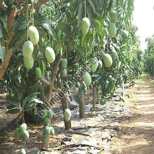 Bombay Green Mango Plant for Plantation