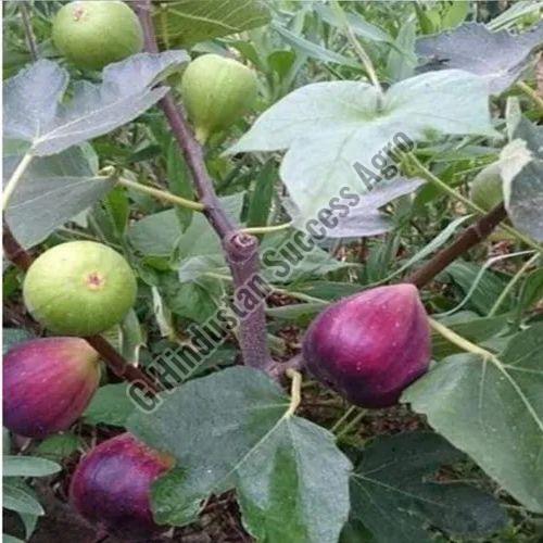 Brown Turkey Fig Plant for Outdoor (Plantation)