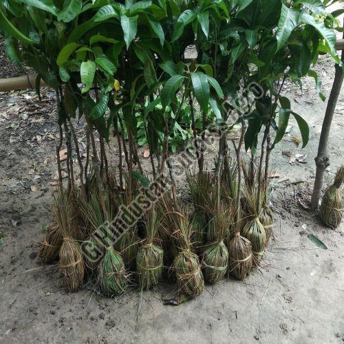 Chausa Mango Plant For Plantation