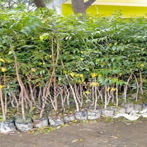 Desi Neem Plant for Plantation