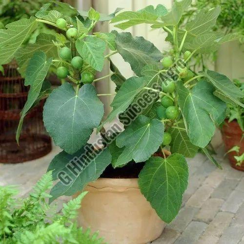 Diana Fig Plant for Outdoor(Plantation)