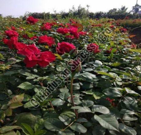 Divine Rose Plant for Plantation