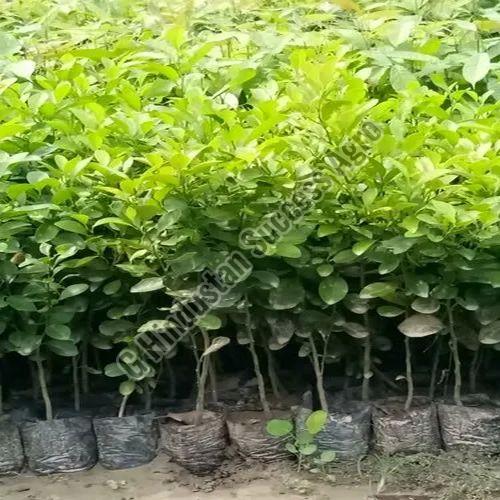 Dwarf Meyer Lemon Plant For Outdoor (plantation)