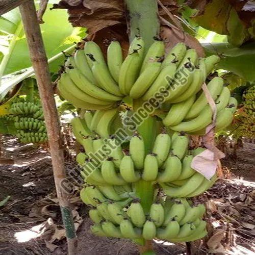 Grand Nain Banana Plant for Outdoor(Plantation)