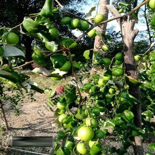 Green Apple Ber Plant for Plantation