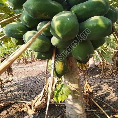Green Berry Papaya Plant for Plantation