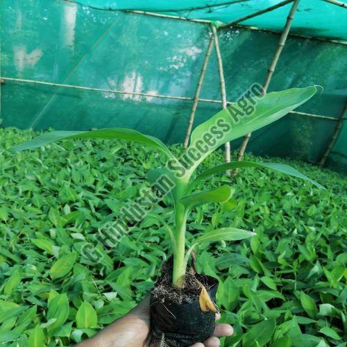 Green G9 Tissue Culture Banana Plant for Outdoor(Plantation)