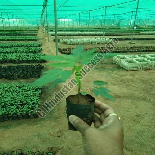 Green Lady Papaya Plant for Outdoor(Plantation)