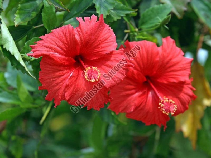 Hibiscus Plant