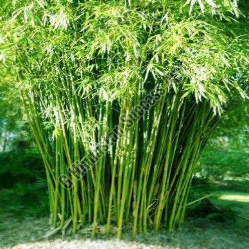 Hybrid Bamboo Plant