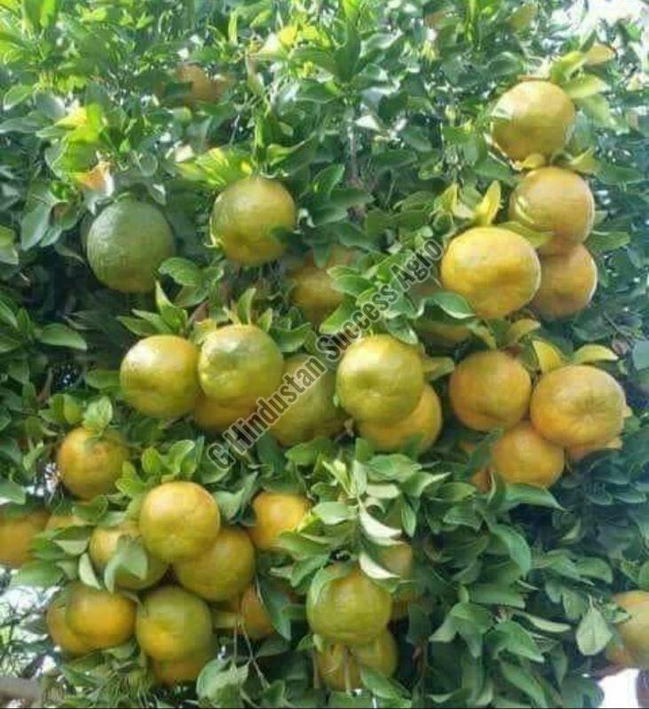 Hybrid Orange Plant for Plantation
