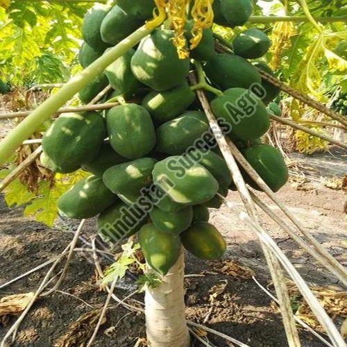 Ice Berry Papaya Plant for Plantation