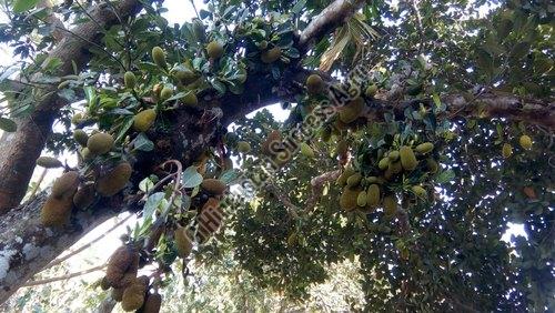 Jackfruit Plant, Variety : Thai All time