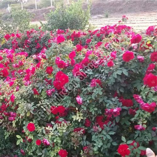 Kashmiri Rose Plant for Plantation