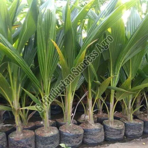 Lakshaganga Coconut Plant for Outdoor (Plantation)