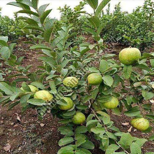 Lalit Guava Plant