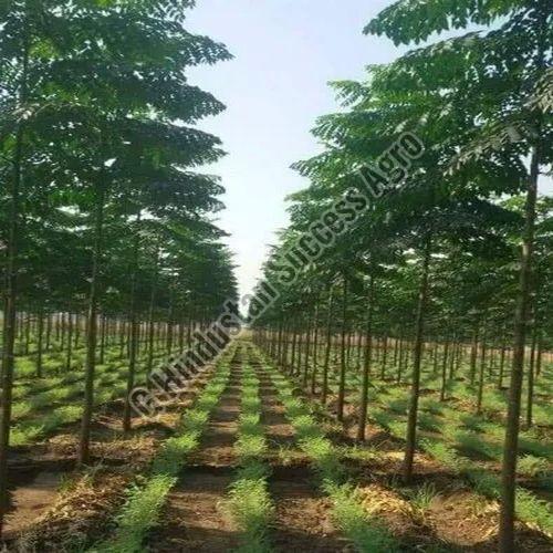 Malabar Neem Plant For Plantation