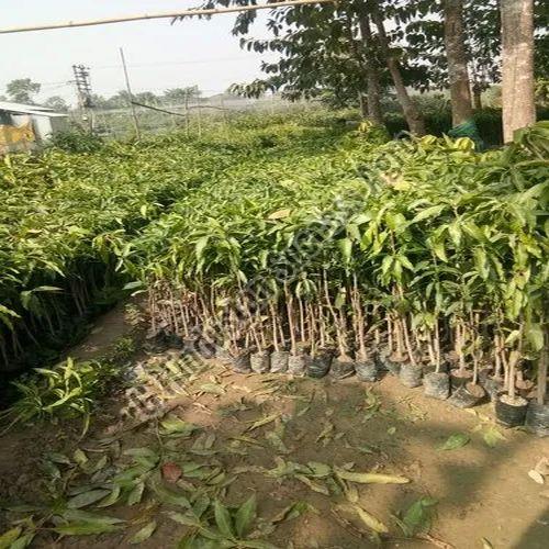 Mallika Mango Plant for Plantation
