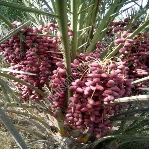 Medjool Dates Tissue Culture Plant for Plantation