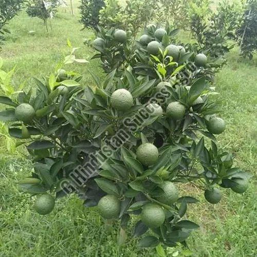 Mosambi Fruit Plant for Outdoor(Plantation)